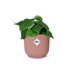 Detailfoto van Philodendron Scandens in ELHO Vibes Fold 14cm roze