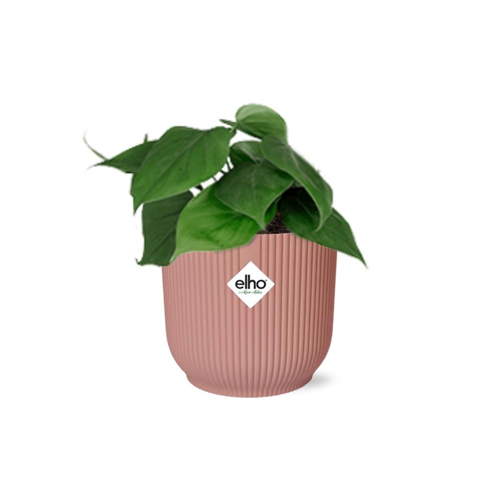 Detailfoto van Philodendron Scandens in ELHO Vibes Fold 14cm roze