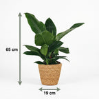 Philodendron Imperial Green met Mand, groeiwijze van de plant