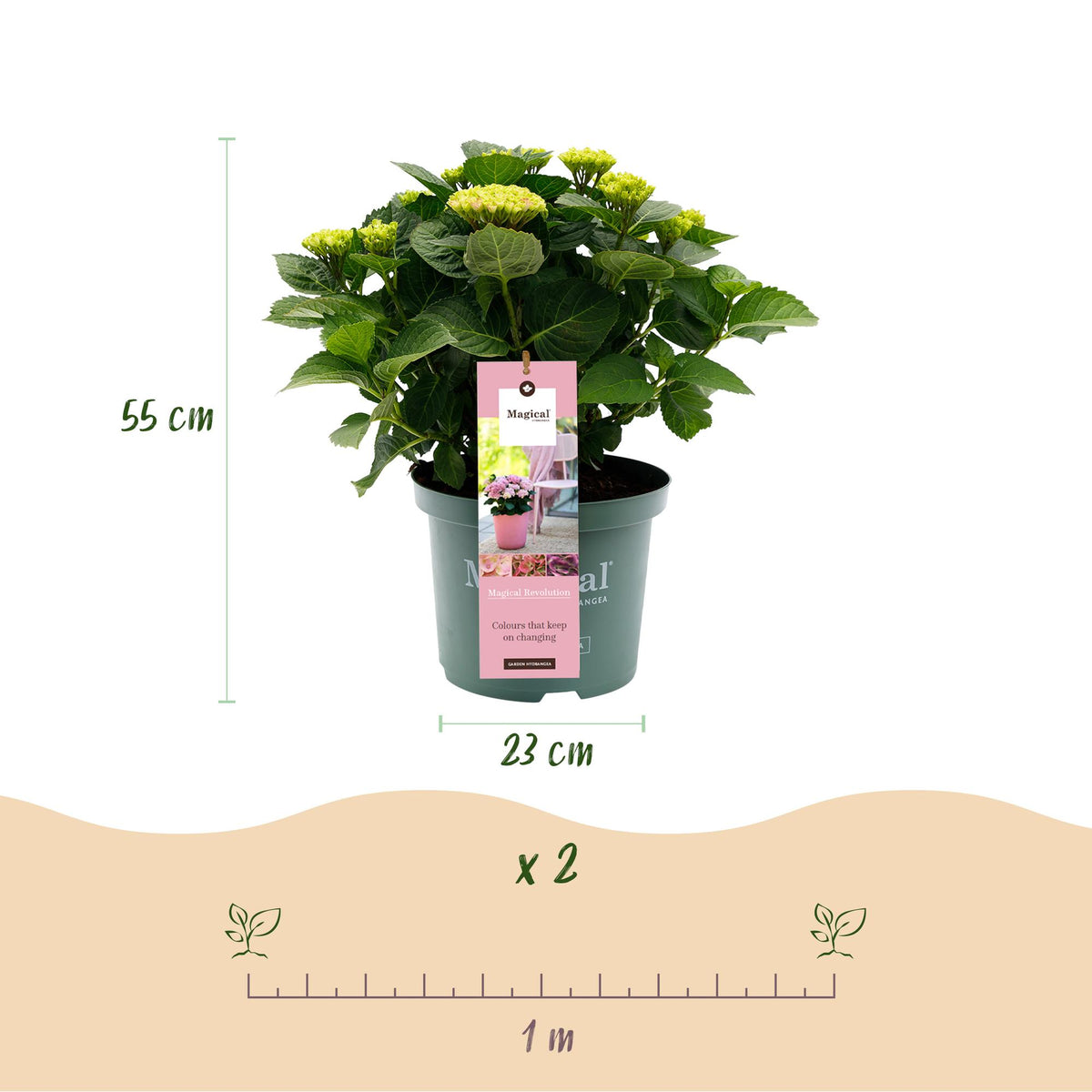 Hortensia Hydrangea Magical Revolution Pink, groeiwijze van de plant