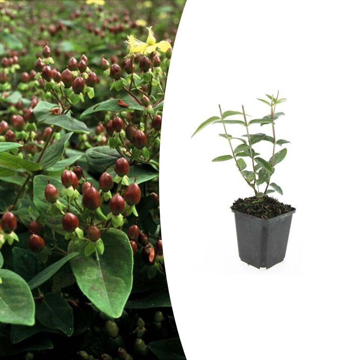 Hypericum inodorum 'Rheingold', plant in pot