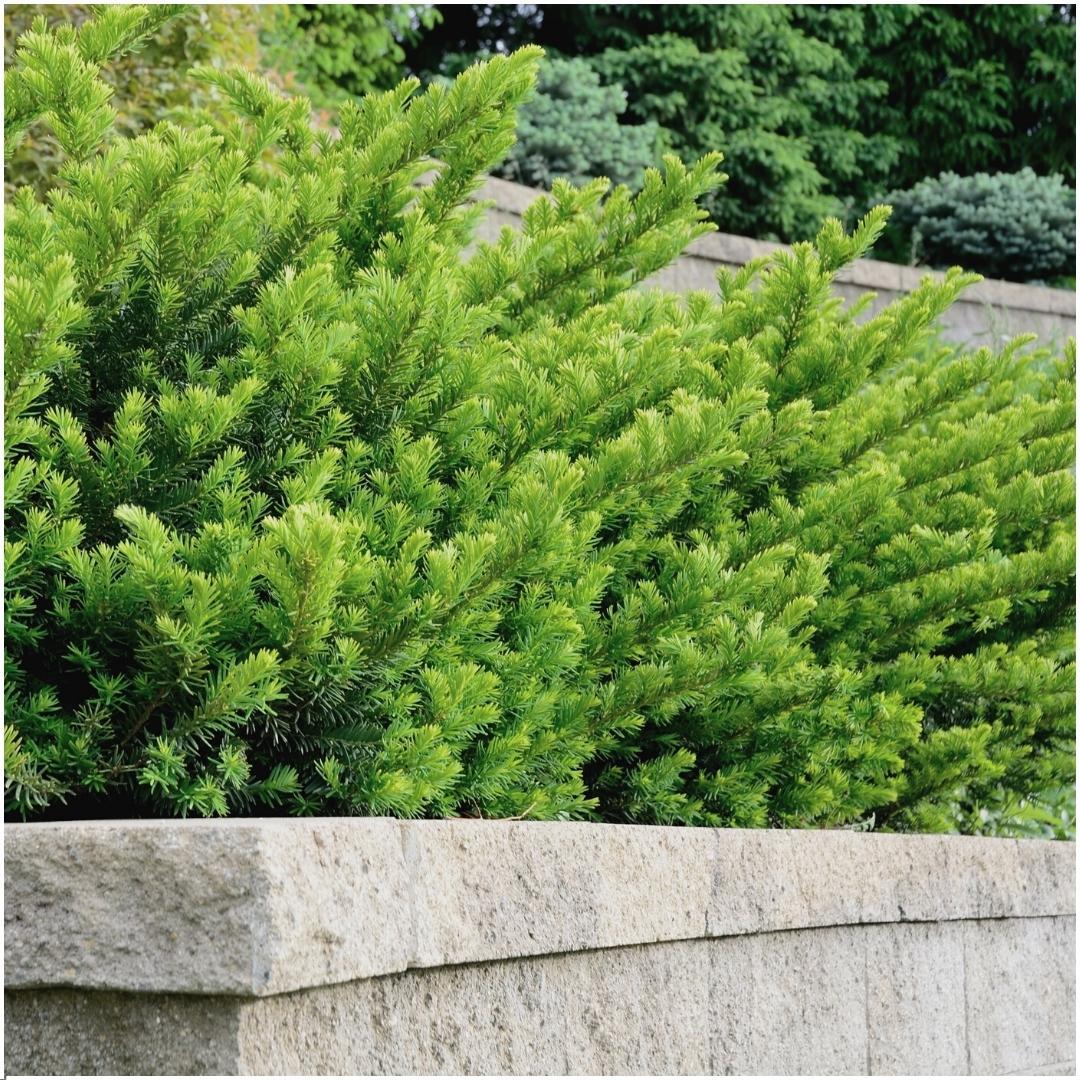 Venijnboom haag Taxus media 'Farmen', 6 planten voor 1 meter, plant in pot