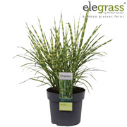 Miscanthus sinensis Strictus
