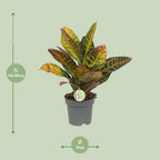 Detailfoto van Codiaeum Petra - Croton