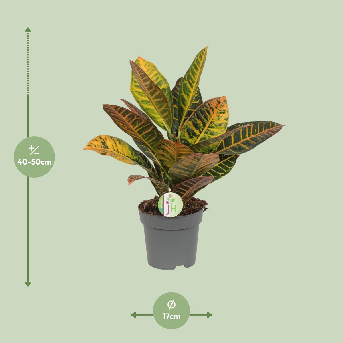 Detailfoto van Codiaeum Petra - Croton