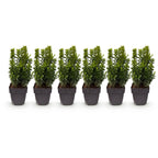 Buxus sempervirens, plant voor tuin en border