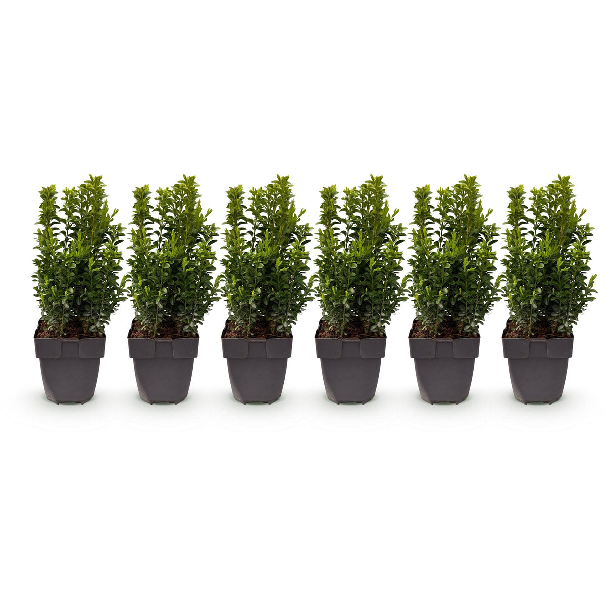 Buxus sempervirens, plant voor tuin en border