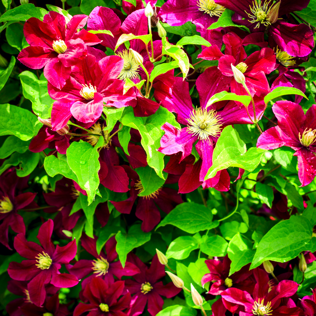 Clematis 'Rouge Cardinal' klimplant, rood, P9 pot, compacte klimplant