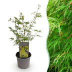 Acer palmatum Emerald Lace, 35 cm hoog, geschikte tuinplant