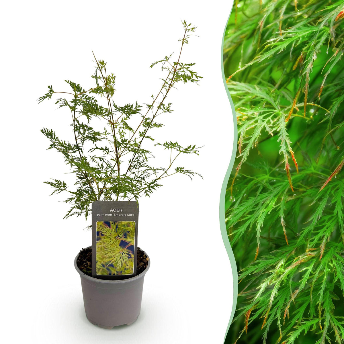 Acer palmatum Emerald Lace, 35 cm hoog, geschikte tuinplant