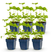 Ridderspoor (P) Black Knight, 6x met paarse bloemen