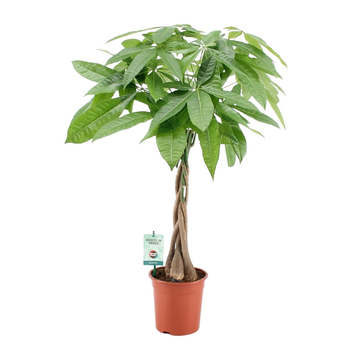 Pachira Aqautica, plant in pot