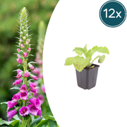 Digitalis purpurea