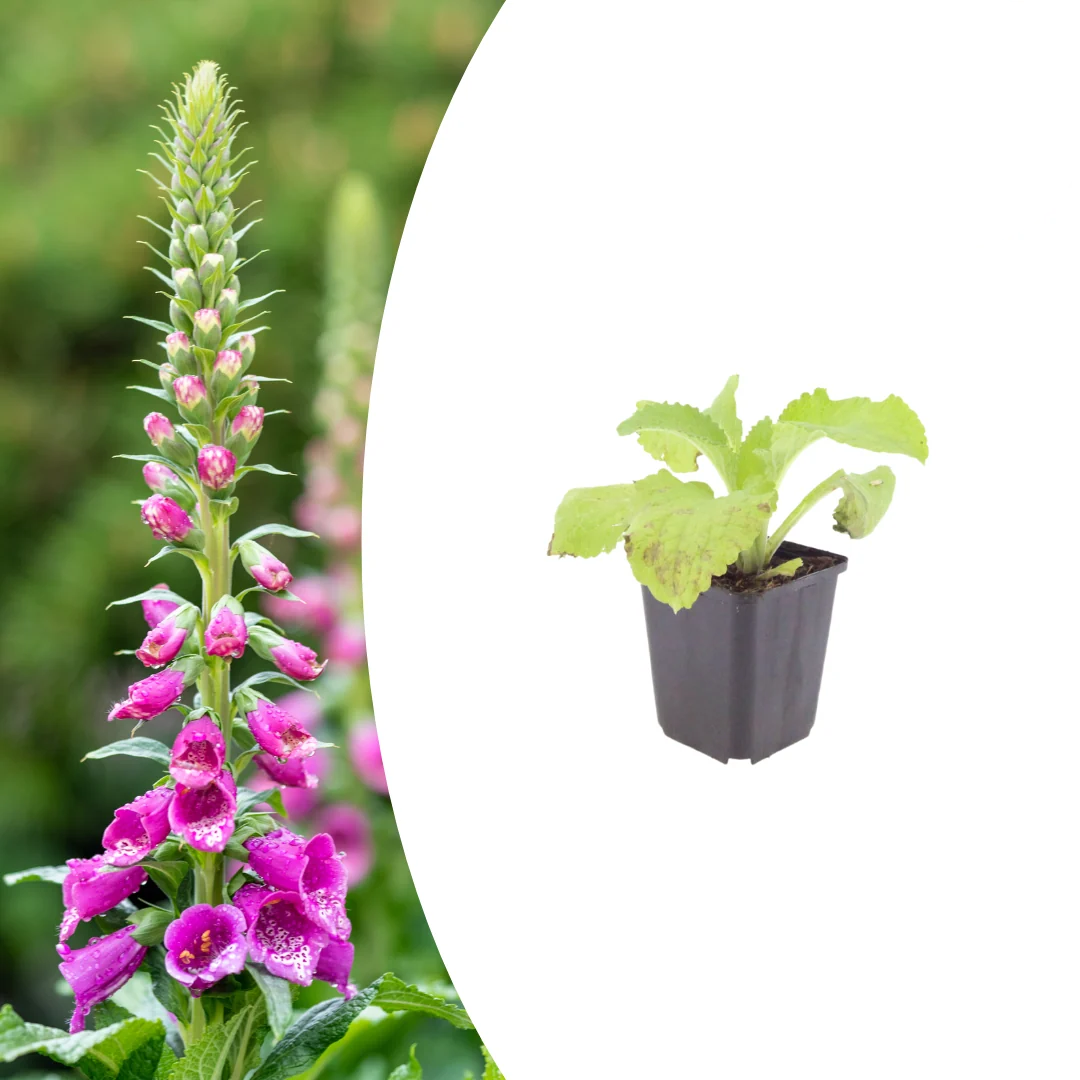 Digitalis purpurea, kenmerkend blad