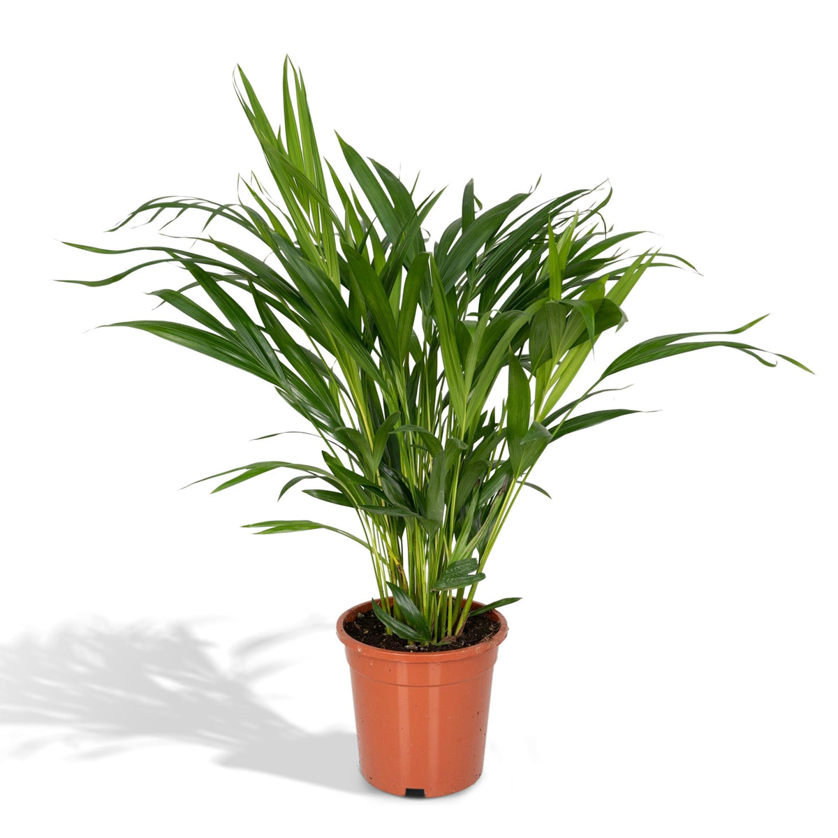 Detailfoto van Dypsis lutescens, areca goudpalm, 60 cm hoog