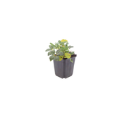 Helleborus niger