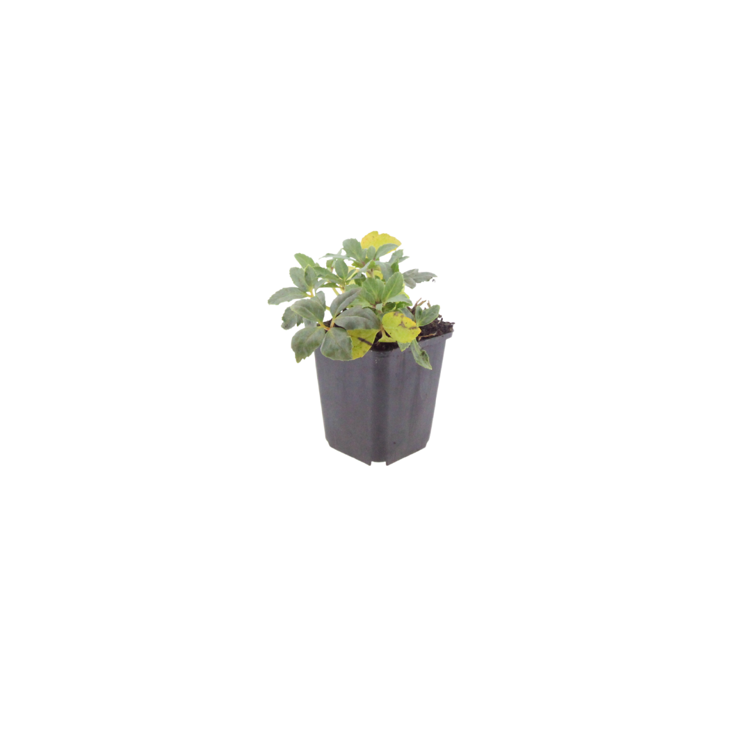 Helleborus niger, kenmerkend blad