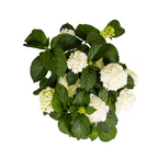 Hydrangea Macrophylla White, detail van het blad
