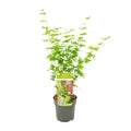 Acer palmatum 'Going Green', Japanse esdoorn, 50 cm hoog, plant in pot