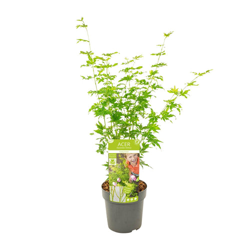 Acer palmatum 'Going Green', Japanse esdoorn, 50 cm hoog, plant in pot
