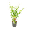 Acer palmatum 'Going Green', Japanse esdoorn, 50 cm hoog