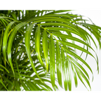 Dypsis Areca lutescens, groene bladeren