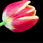 Tulpenbollen Dow Jones, rood-geel gestreept, 20 stuks, kenmerkend blad