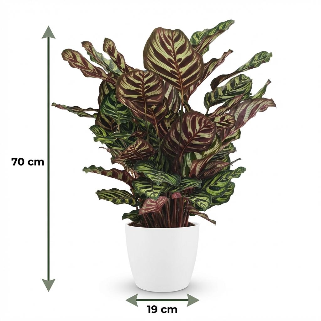 Pauwenplant (Calathea Makoyana) met witte pot, groeiwijze van de plant