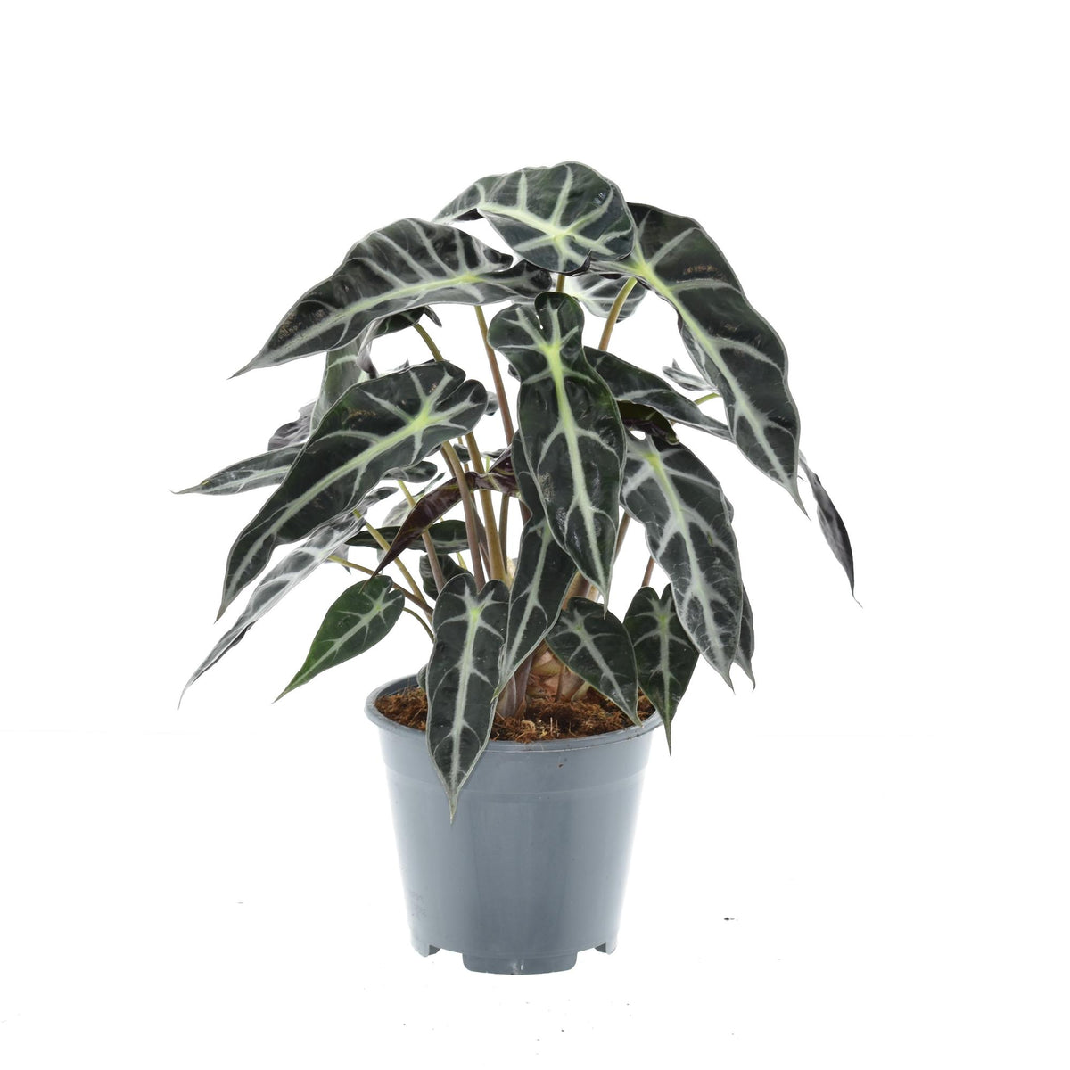 Alocasia Bambino Arrow, plant in pot