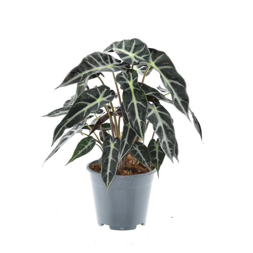 Alocasia Bambino Arrow, plant in pot