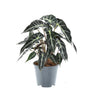 Alocasia Bambino Arrow