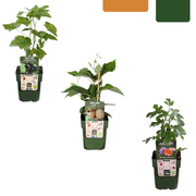 Zoete oogst trio, BIO fruitplanten mix van 3 soorten