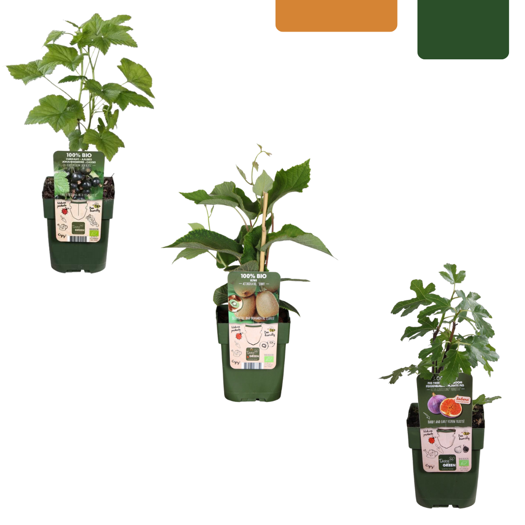 Zoete oogst trio, BIO fruitplanten mix van 3 soorten, compacte plant