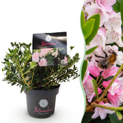 Bloombux Light Pink, dwergrhododendron met buxusvorm