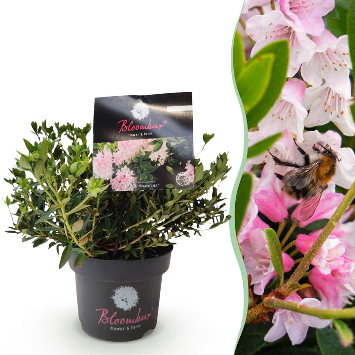 Bloombux Light Pink, dwergrhododendron met buxusvorm