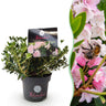 Bloombux Light Pink, dwergrhododendron met buxusvorm
