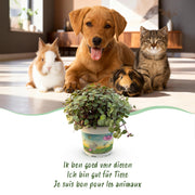 Calissia repens met grijze pot