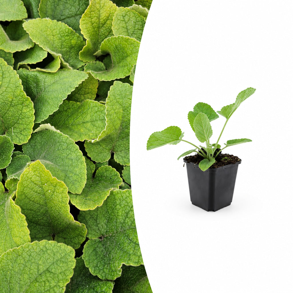 Phlomis russeliana, plant in pot