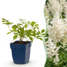 Pluimspirea (J) Deutschland