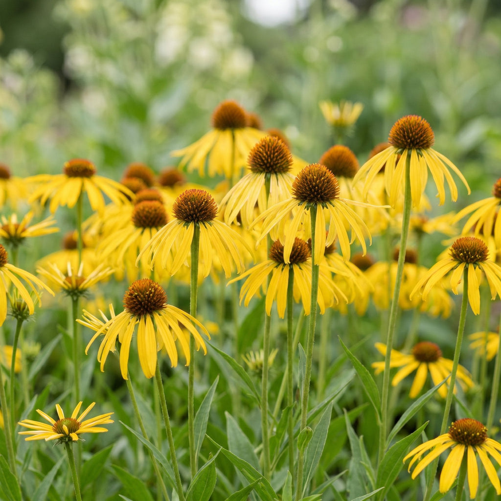 Zonnehoed Echinacea paradoxa geel