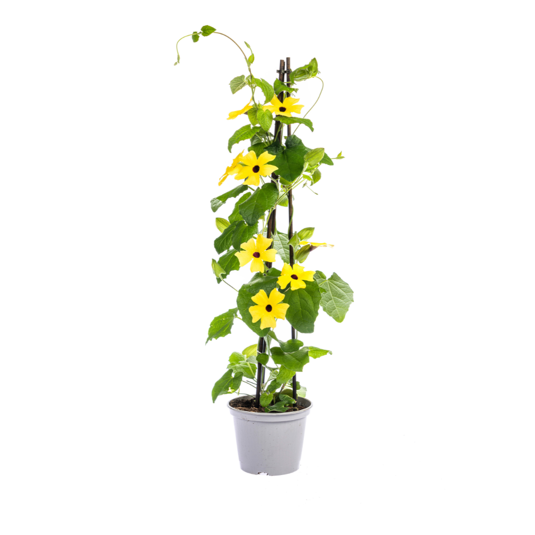4x Thunbergia Alata Sunny Susy Mix, plant in pot