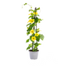 4x Thunbergia Alata Sunny Susy Mix
