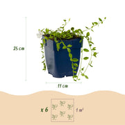 Vasteplant - Vinca minor Alba - Maagdenpalm - Bodembedekkend - Wit - 1 Plant - Pot 11cm - Hoogte 15-25cm