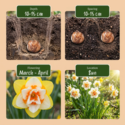 Gevulde narcissenmix bloembollen, geel en wit, foto 4