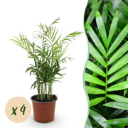 Chamaedorea elegans, 35-40 cm hoog