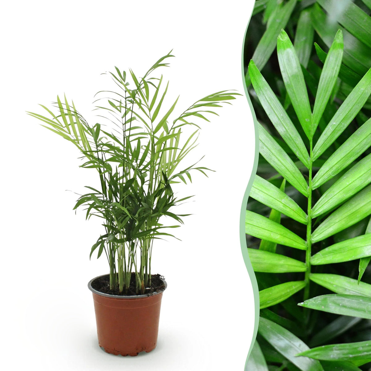 Productafbeelding van Pureplant