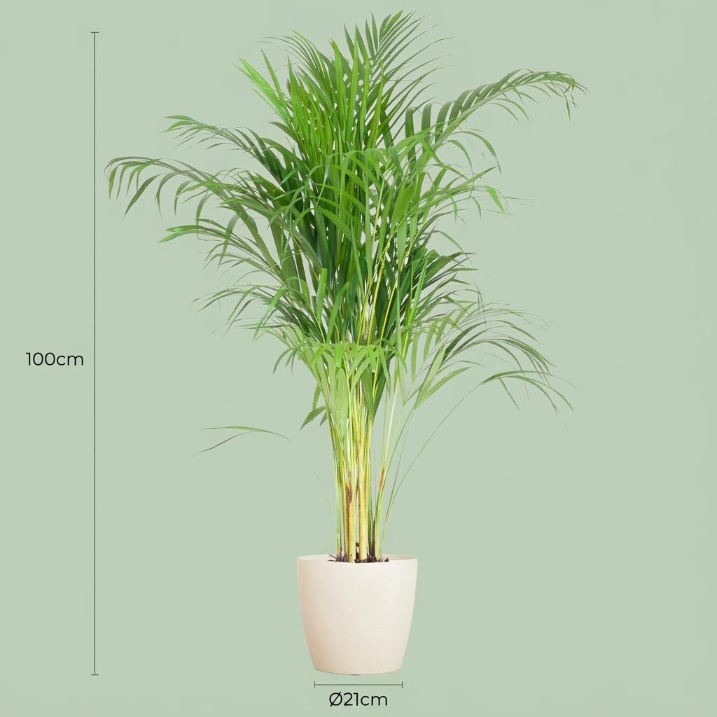 Areca Palm (Dypsis) met witte pot, groene bladeren
