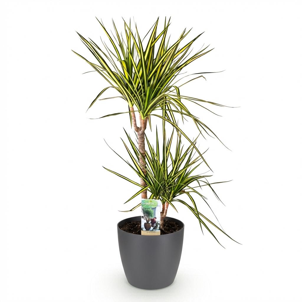 Dracaena Sunray, groene bladeren