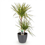 Dracaena Sunray, groene bladeren