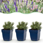 Lavendel Lavandula 'Tricolour', blauw-roze-wit, plant in pot